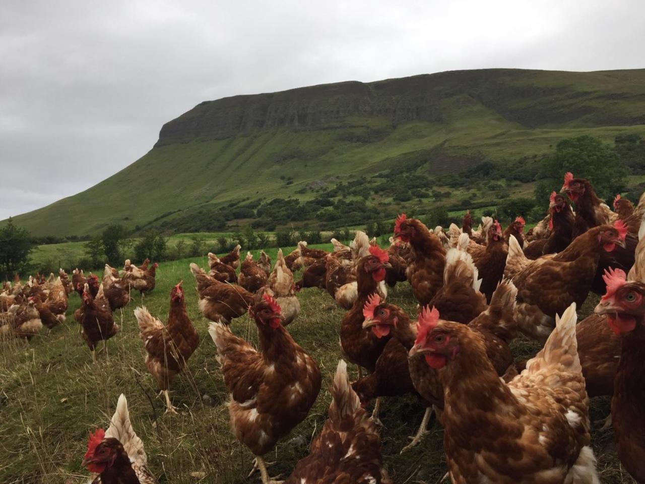 Benbulben Farmhouse B&B Drumcliff Экстерьер фото